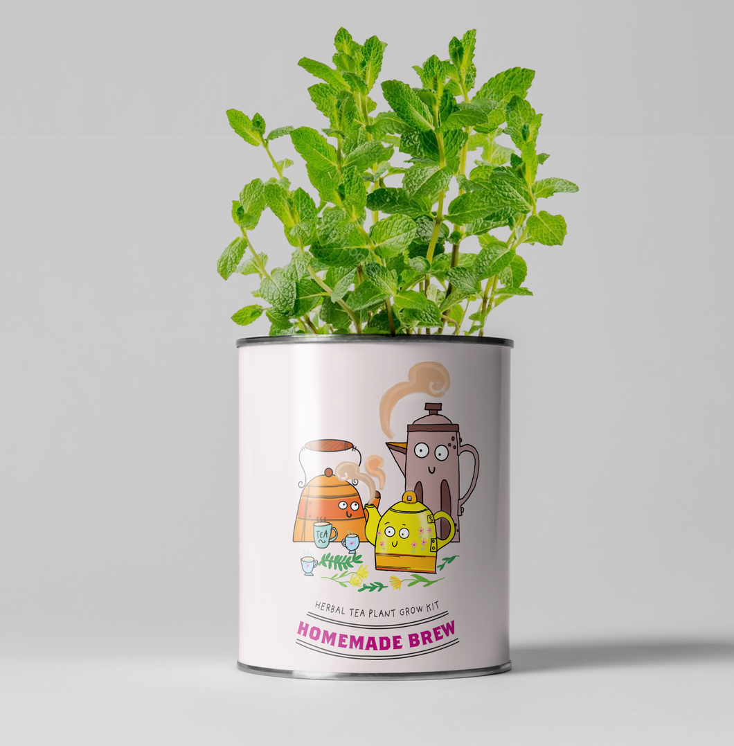 Grow Your Own Tea Gardening Kit